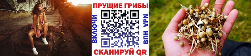 Галлюциногенные грибы прущие грибы  Купить  Бирюсинск 